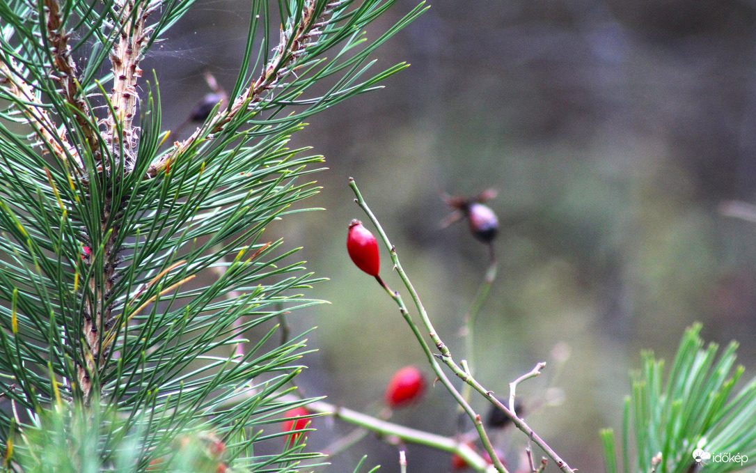 itt a piros, hol a piros