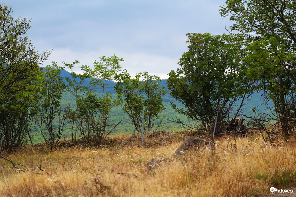 Szavanna a Mátrában