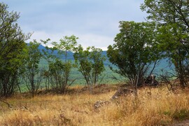 Szavanna a Mátrában