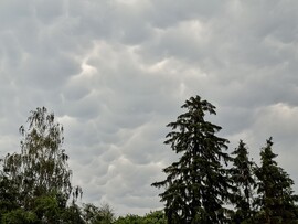 Mammatus 