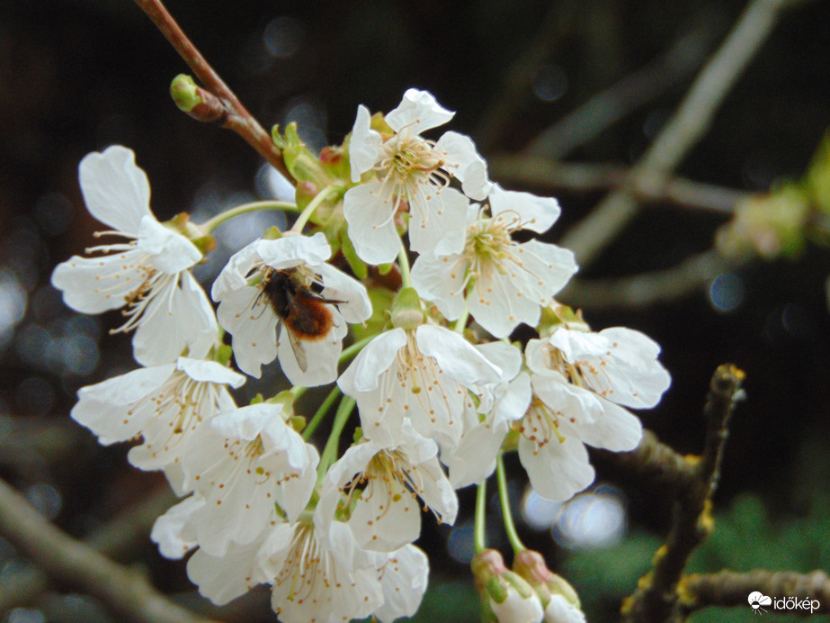 cseresznyefa virágzása