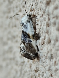 Molylepke féle