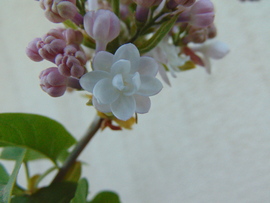Orgona