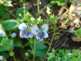 ibolya