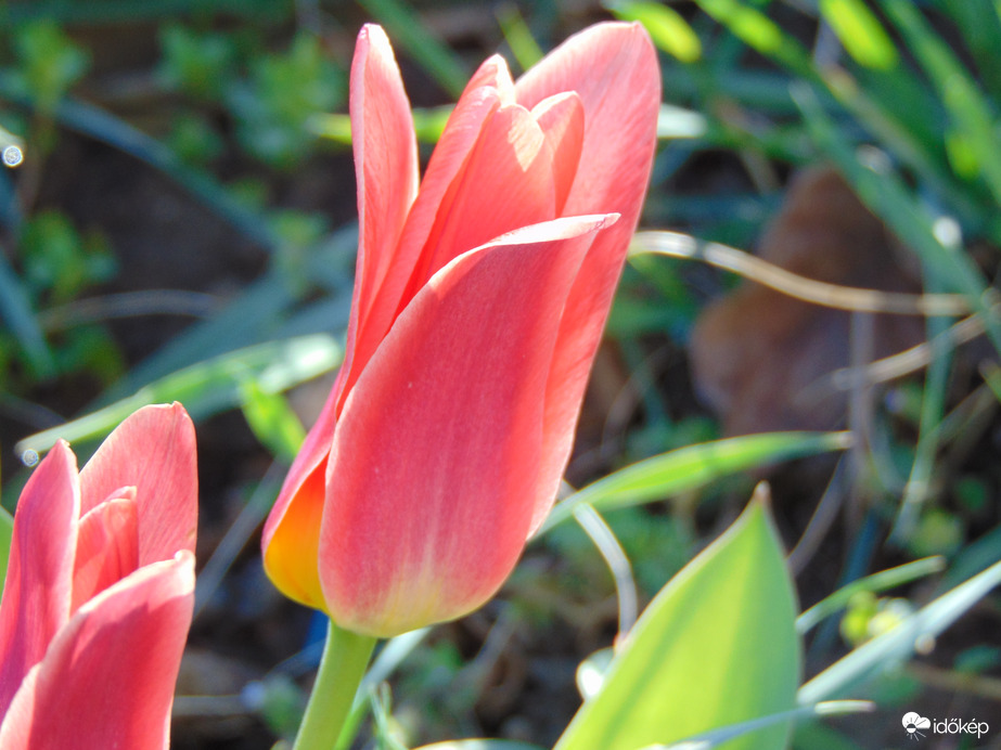 tulipán