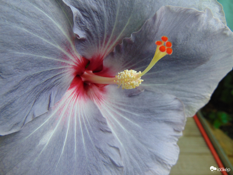 Hibiszkusz