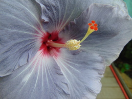 Hibiszkusz