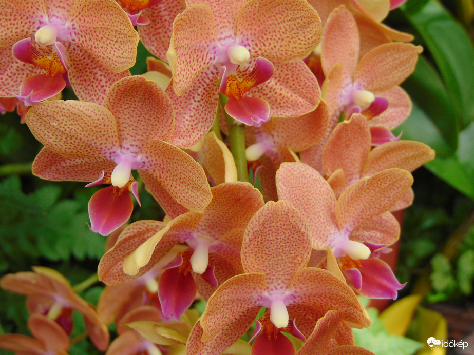 Lepkeorchidea