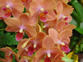 Lepkeorchidea
