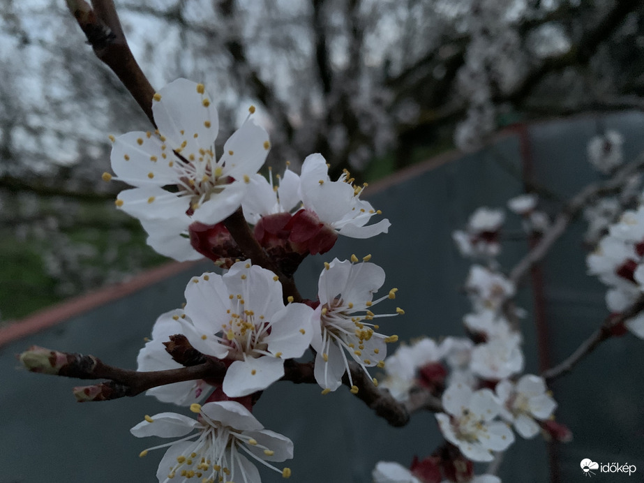 Virágzó barackfa ❤️