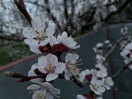 Virágzó barackfa ❤️