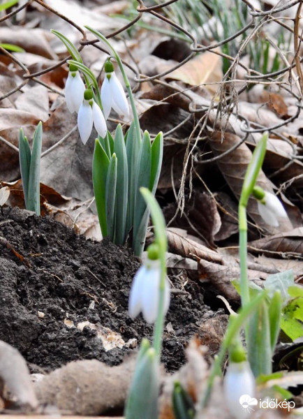 Nyílnak a hóvirágok