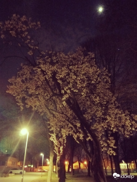 Éjjeli séta a parkban 