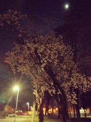 Éjjeli séta a parkban 