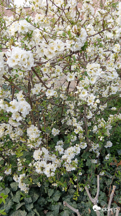 Tavaszi virág csoda 