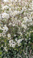 Tavaszi virág csoda 