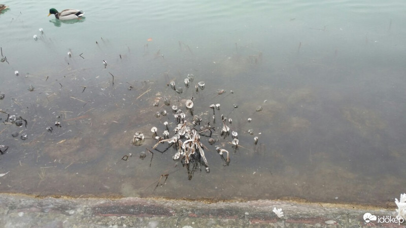 Balatonfűzfő