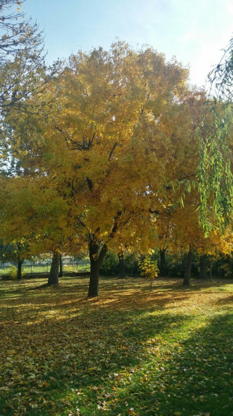 Balatonfűzfő