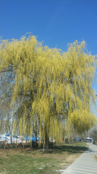 Balatonfűzfő
