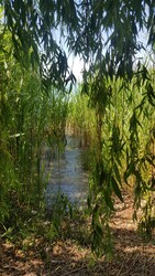 Balatonfűzfő