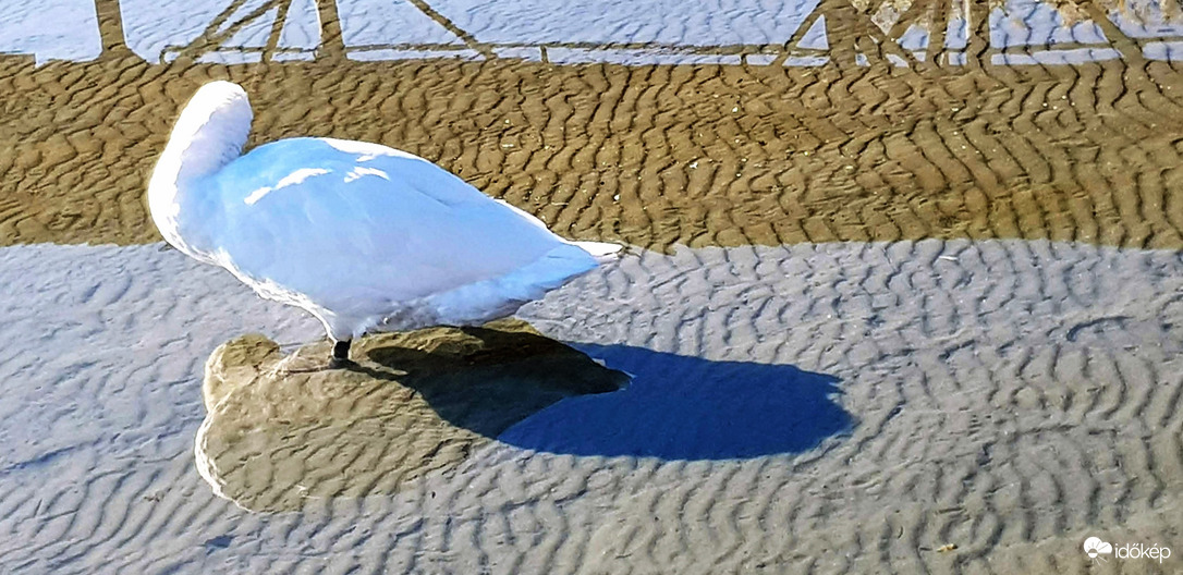 alacsony vízben ácsorogva