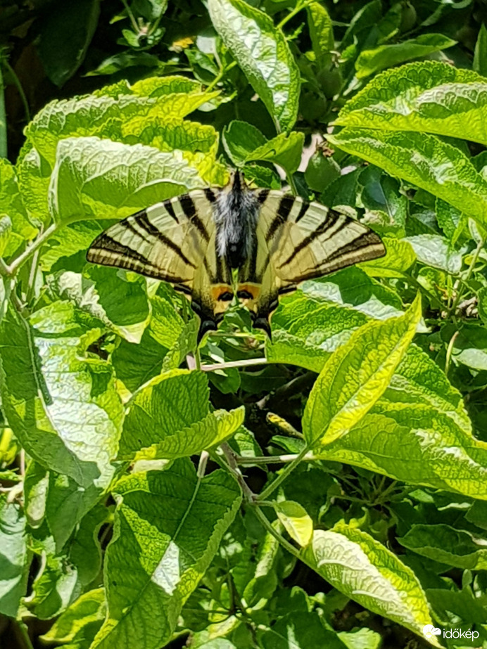 villásfarkú lepke