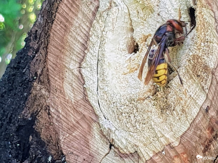 óriás-tőrösdarázs