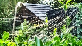 különleges pókháló