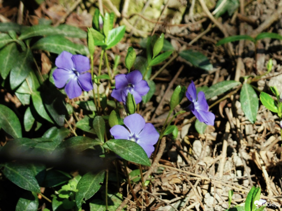 meténg 1