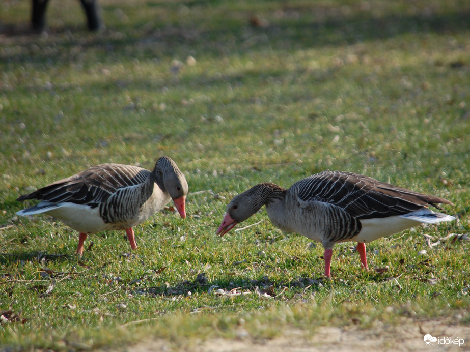 nyári lúd 1