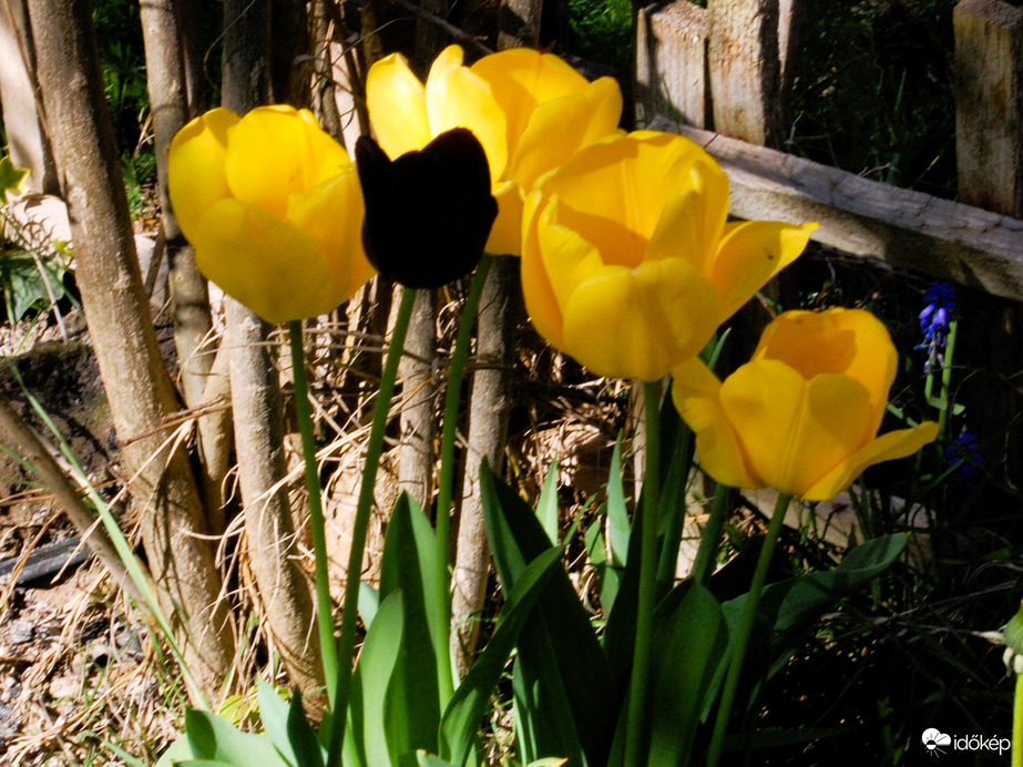 tulipánok