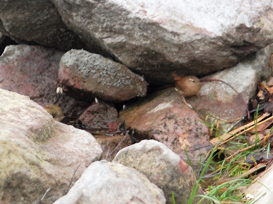 ökörszem kövek között