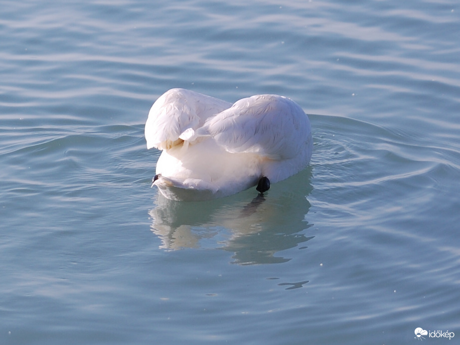 elvesztettem a fejemet