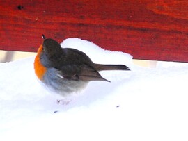 potyognak a magok, összeszedem