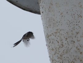 bogarat kereső őszapó2