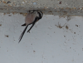 bogarat kereső őszapó