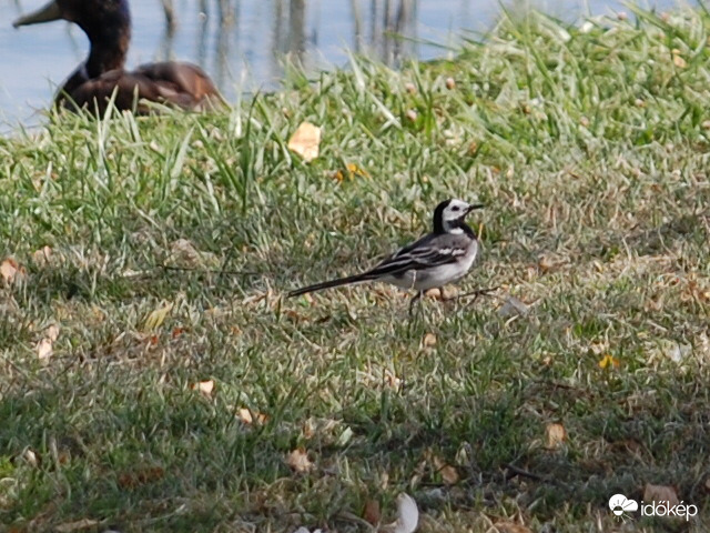 peckesen lépegető barázdabillegető