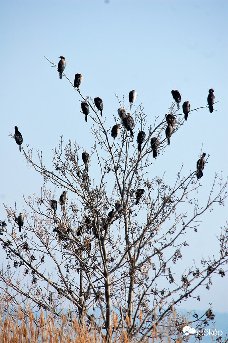 pihenő kárókatonák