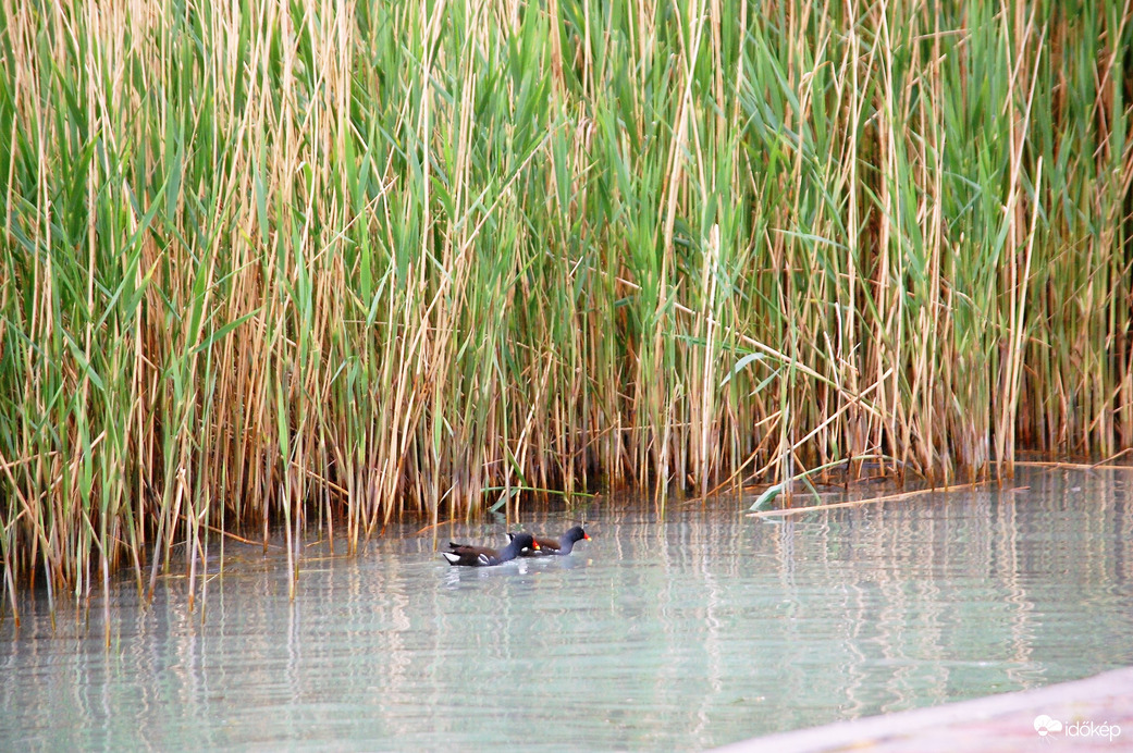 menekülés a biztonságos nádasba
