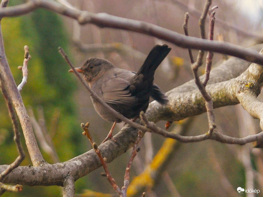 feketerigó