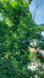 Nagykőrös