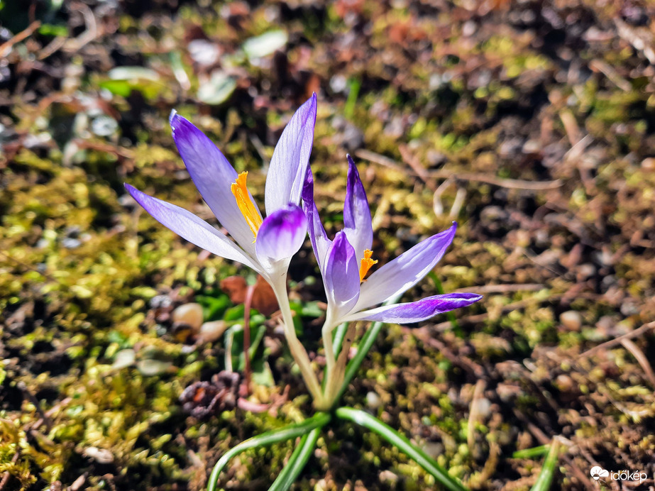 Illír sáfrány virágzás 