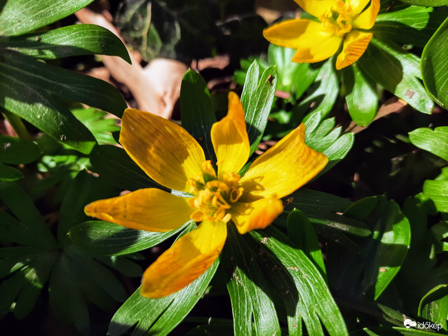 Téltemető virágzás 