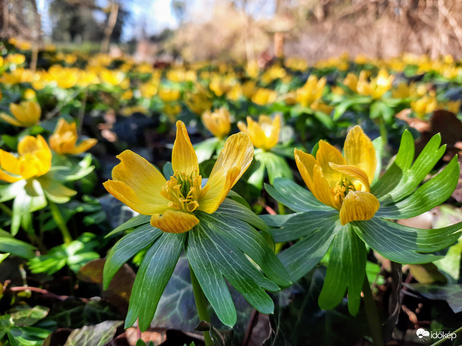 Téltemető virágzás 