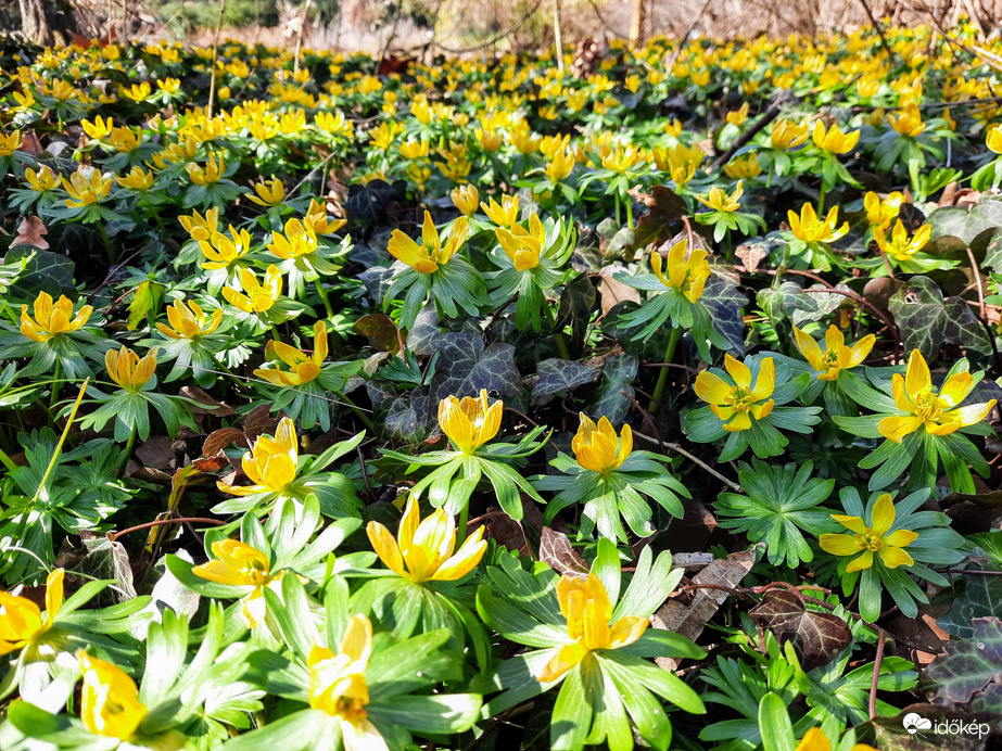 Téltemető virágzás 