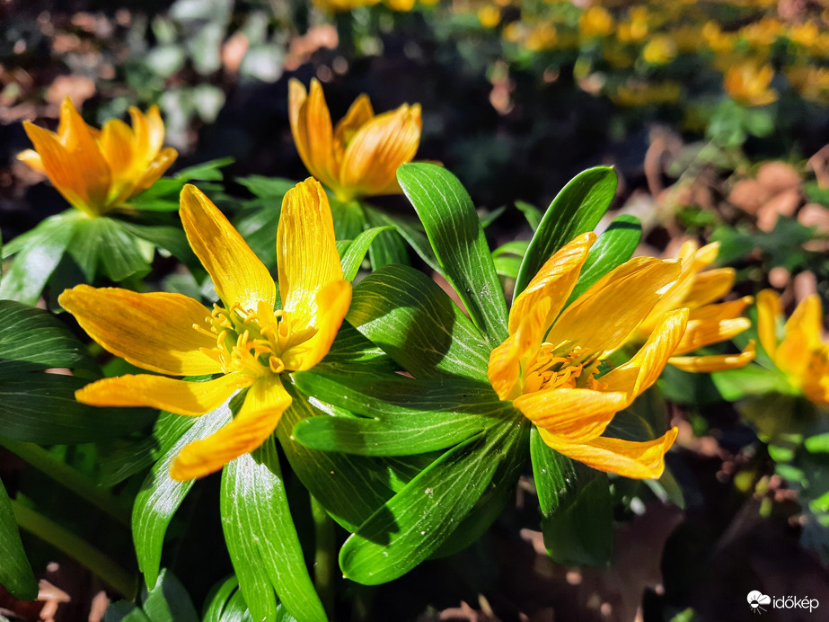 Téltemető virágzás 