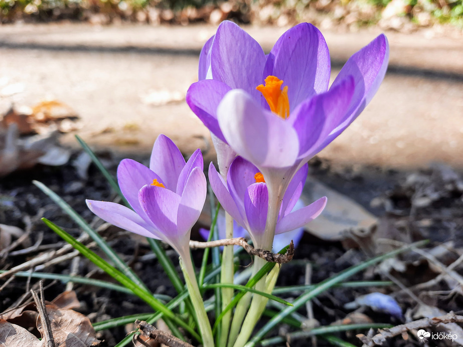 Illír sáfrány virágzás 