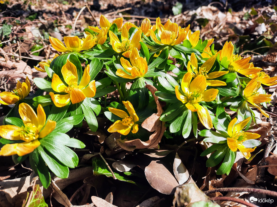 Téltemető virágzás 