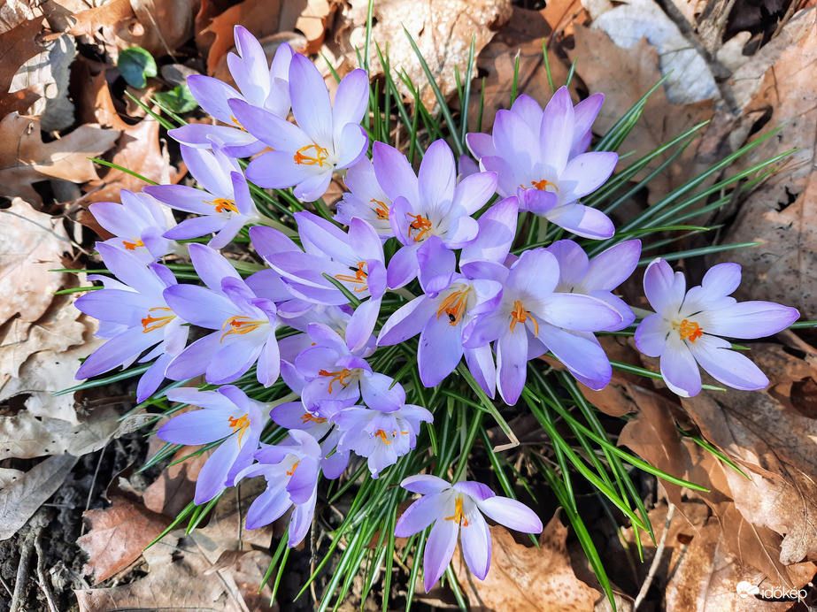 Illír sáfrány virágzás 