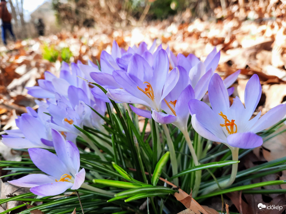 Illír sáfrány virágzás 